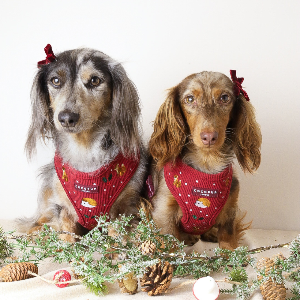 Can dogs eat Christmas dinner?