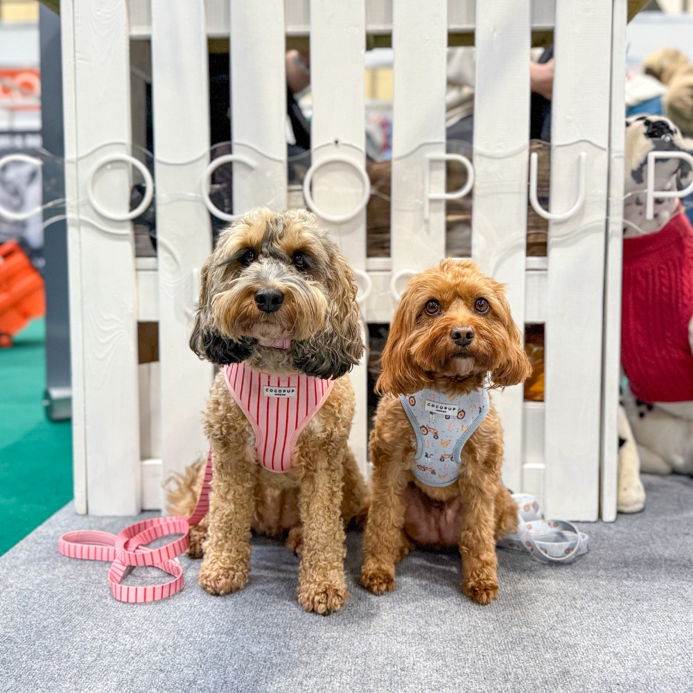 Cocopup’s First Time at Crufts: A Total Pinch-Us Moment 🐾