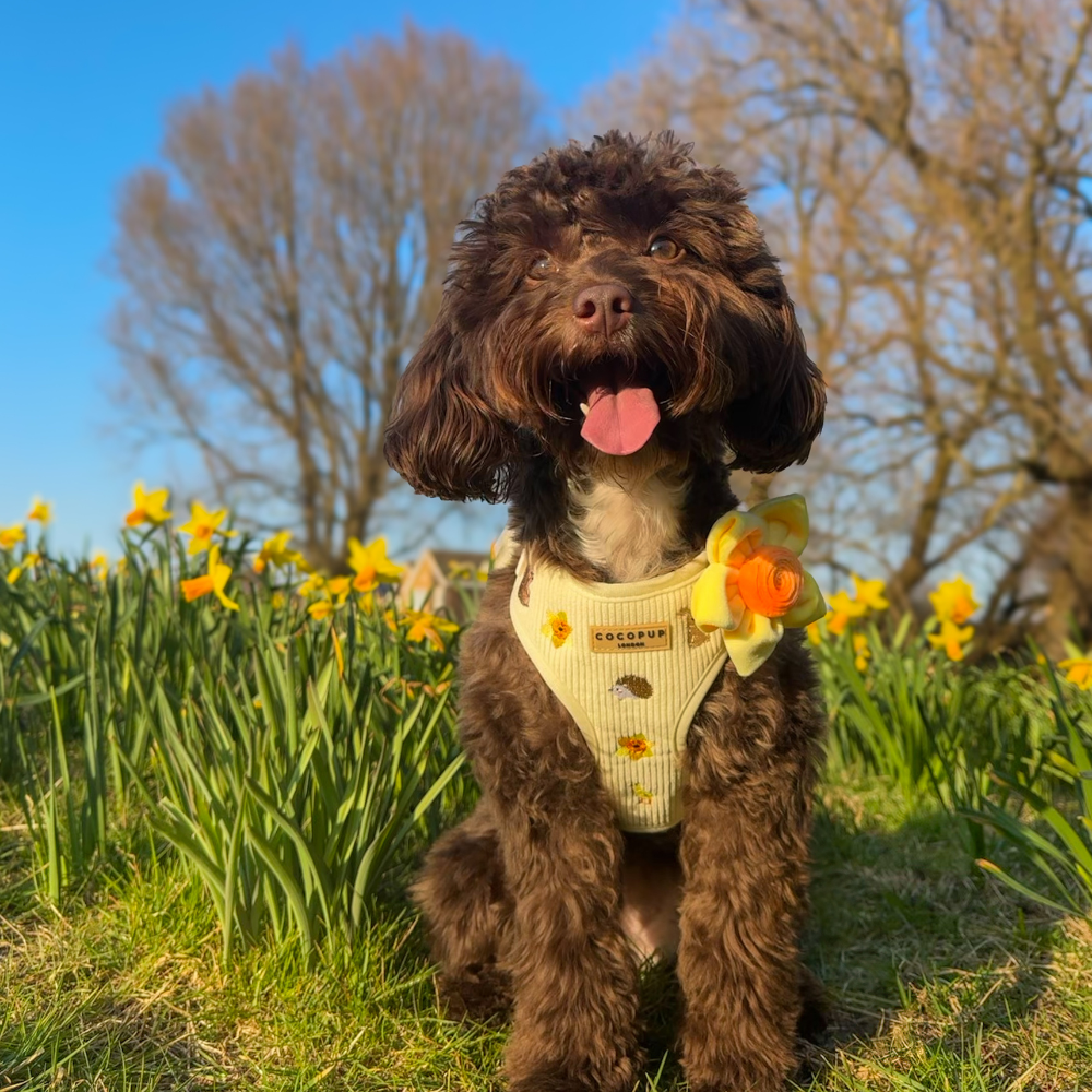 Fun Spring Things to Do With Your Dog!