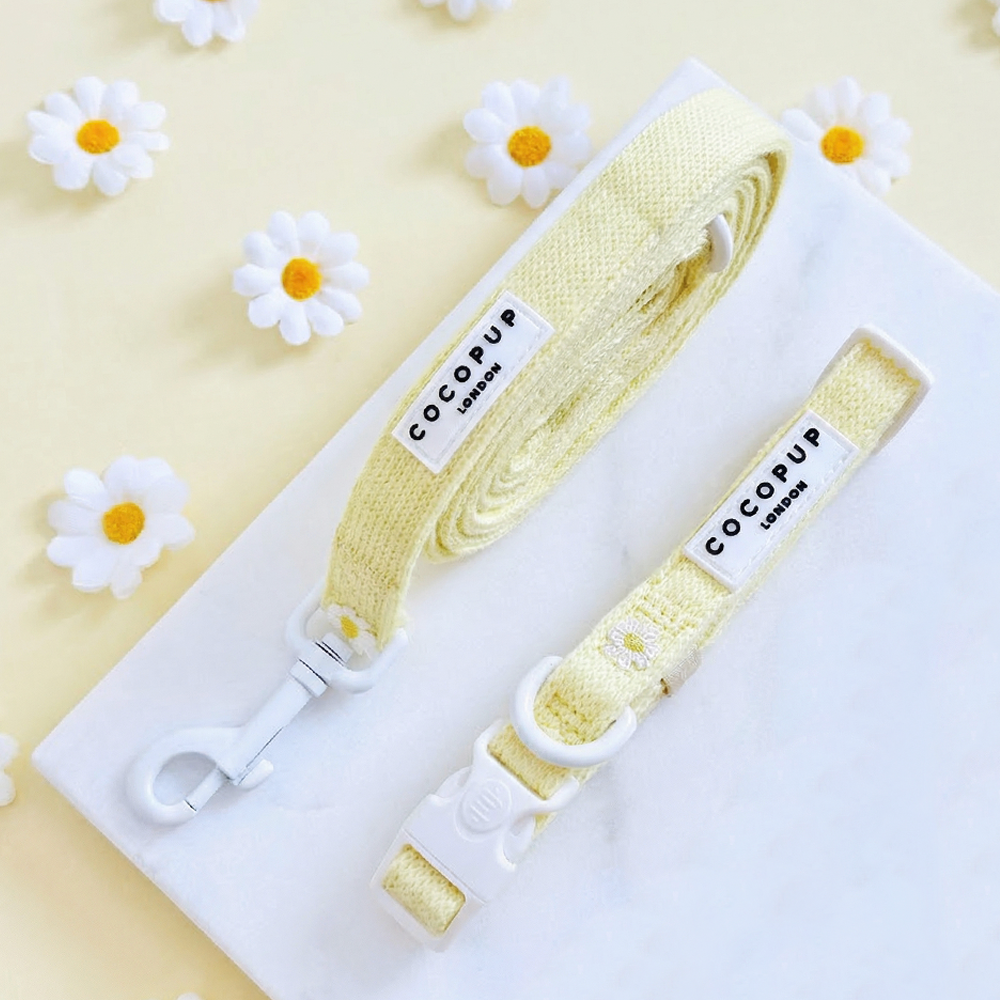 Matching Dog Collar & Lead