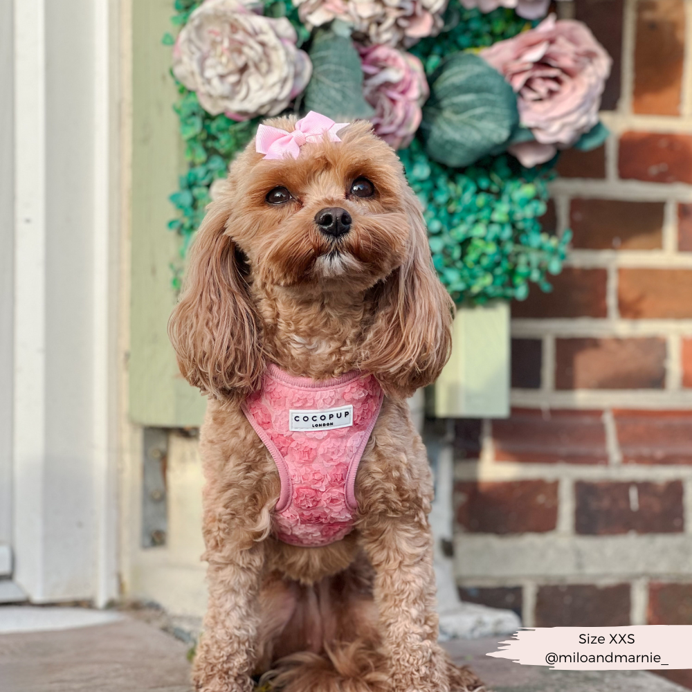 Peony Pup Adjustable Neck Harness