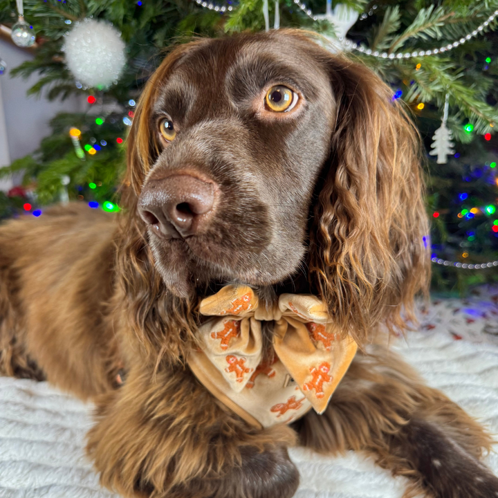 Luxe Velvet Sailor Bow Tie - Gingerbread Treats