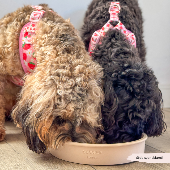 Silicone Slow Feed Dog Bowl - Pupberry Fields