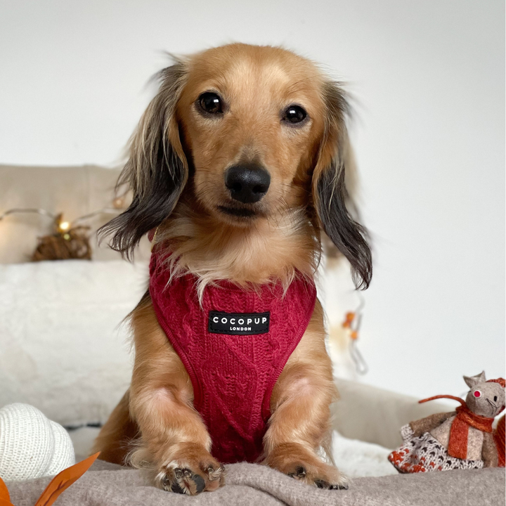 Mulled Wine Cable Knit Adjustable Neck Harness, Lead & Collar Bundle