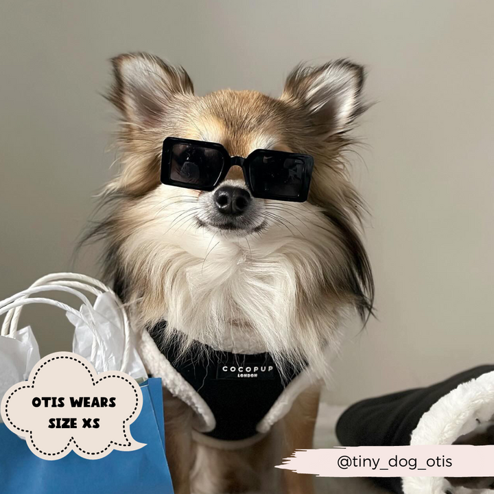 A small dog with fluffy brown and white fur wears black sunglasses and a black outfit, complemented by the Black Aviator Adjustable Neck Harness, Lead & Collar Bundle from Cocopup London. It sits near a white and blue shopping bag. Text in the image reads "OTIS WEARS SIZE XS" and "@tiny_dog_otis".