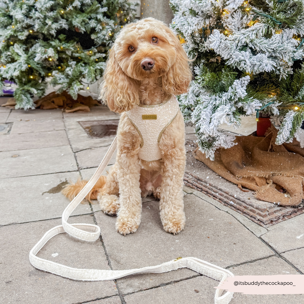 Sparkle Season Gold Lead