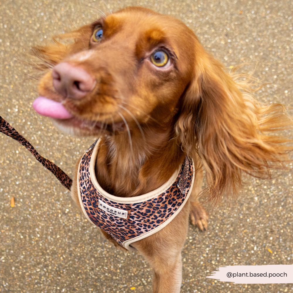 Quilted Leopard Pup Adjustable Neck Harness, Lead & Collar Bundle