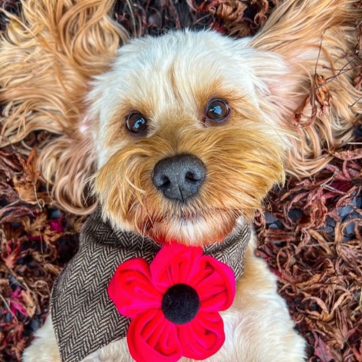 Poppy Collar Flower