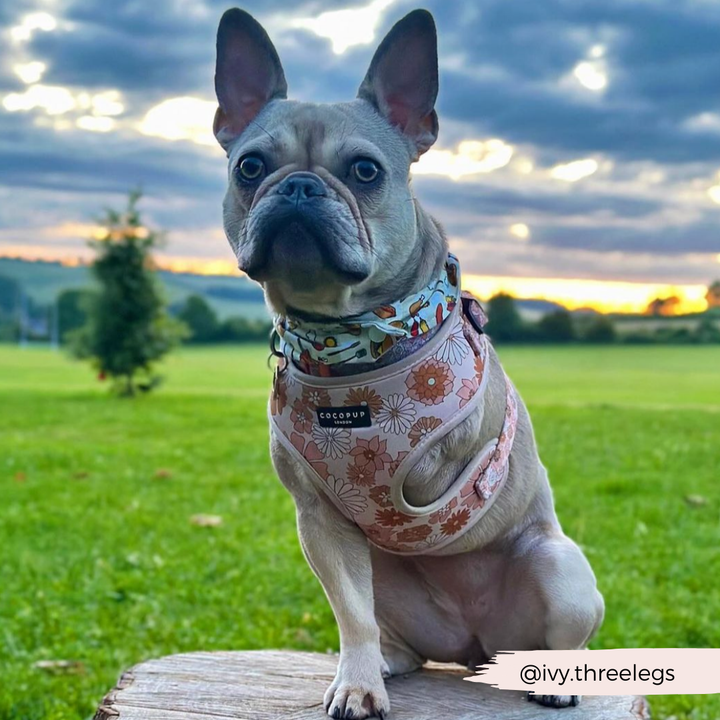 A French Bulldog with three legs, wearing a Cocopup London Groovy Florals Adjustable Neck Harness, Lead & Collar Bundle featuring a retro 70s floral design, sits on a wooden surface in a grassy field. The sky is filled with clouds, and the sun is setting in the background. The Instagram handle "@ivy.threelegs" is visible in the bottom right corner.