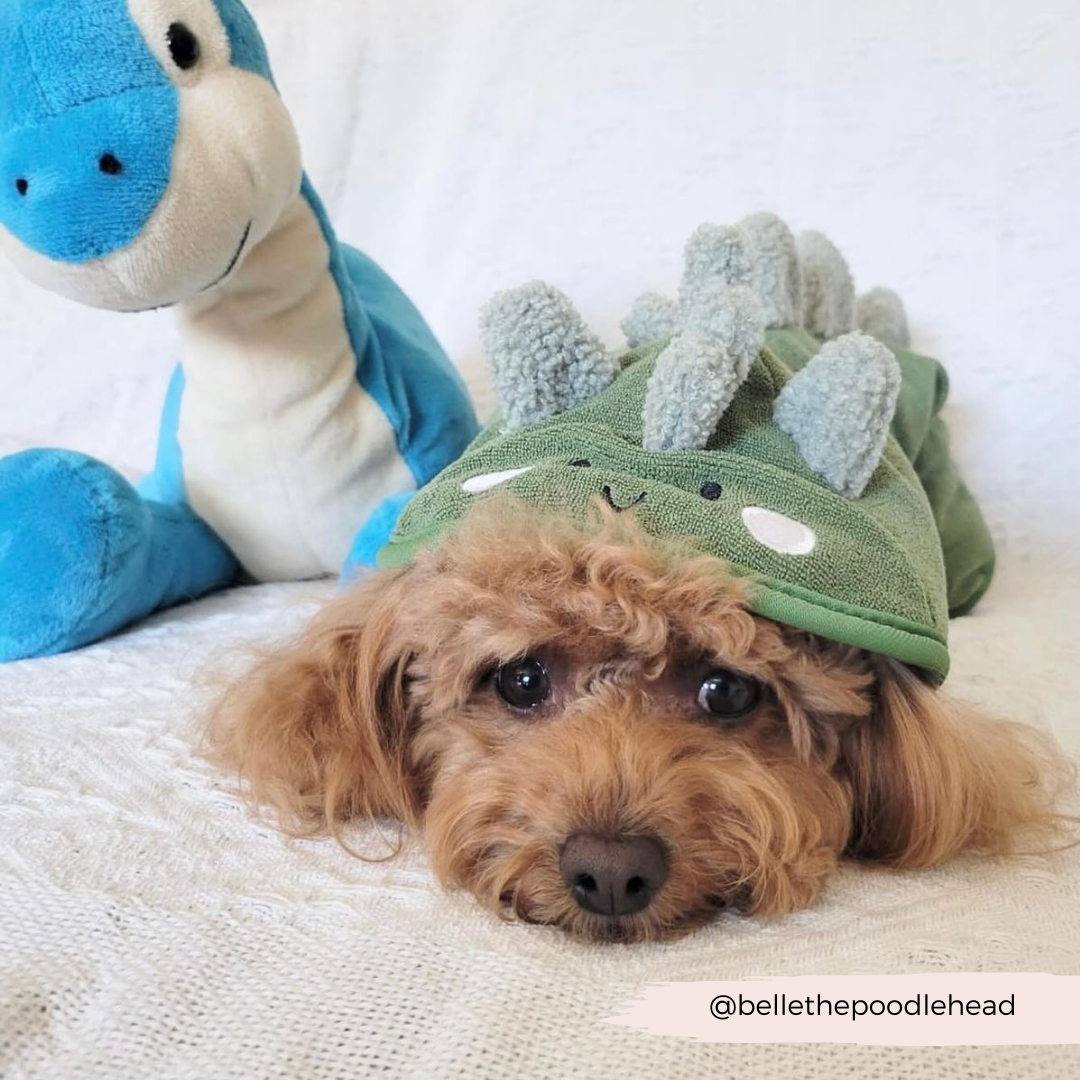 A small brown dog with curly fur, sporting a green dinosaur costume adorned with Velcro patches and soft spikes along the back, lounges on a white surface. Beside the dog lies a blue and white stuffed dinosaur toy. The dog's Instagram handle @bellethepoodlehead is visible, while the outfit is part of Cocopup London's PRE-ORDER Dinopup Drying Robe collection.