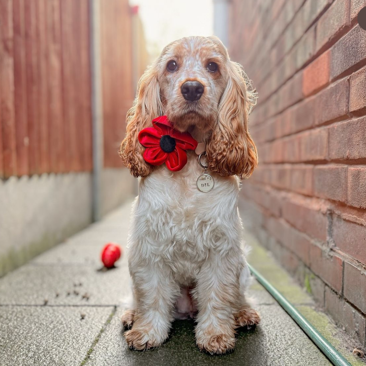 Poppy Collar Flower