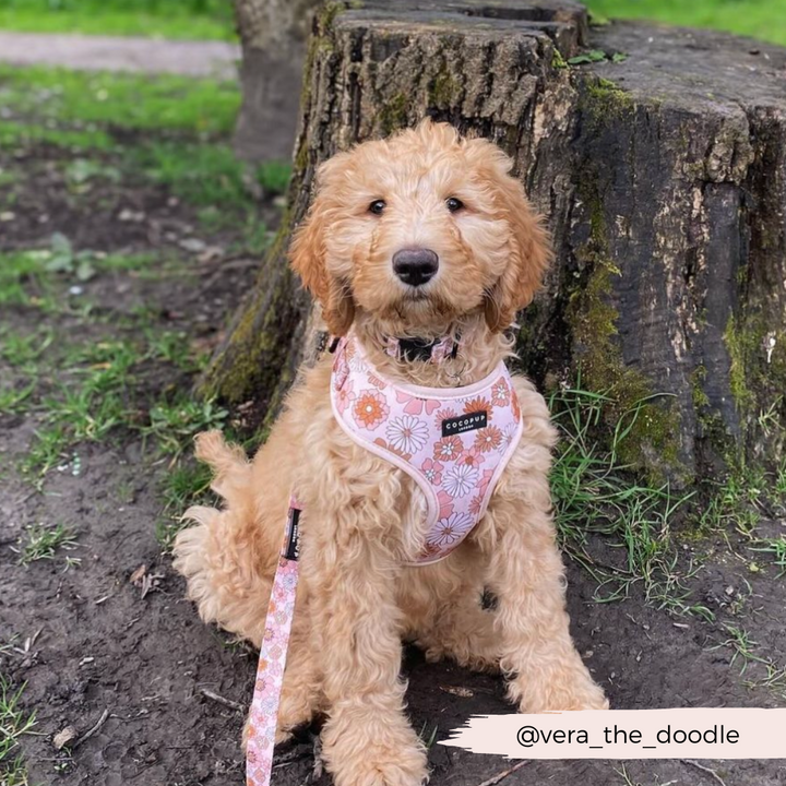 Groovy Florals Adjustable Neck Harness