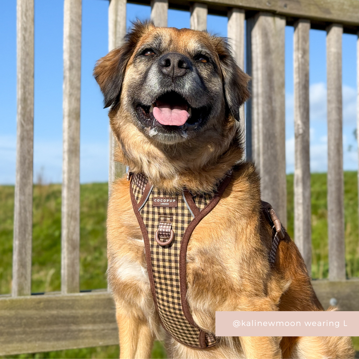 Explore Harness - Cotswold Check