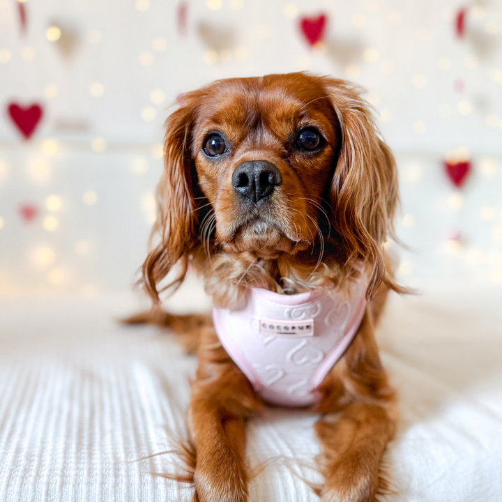 Luxe Baby Pink Heart Adjustable Neck Harness, Lead & Collar Bundle