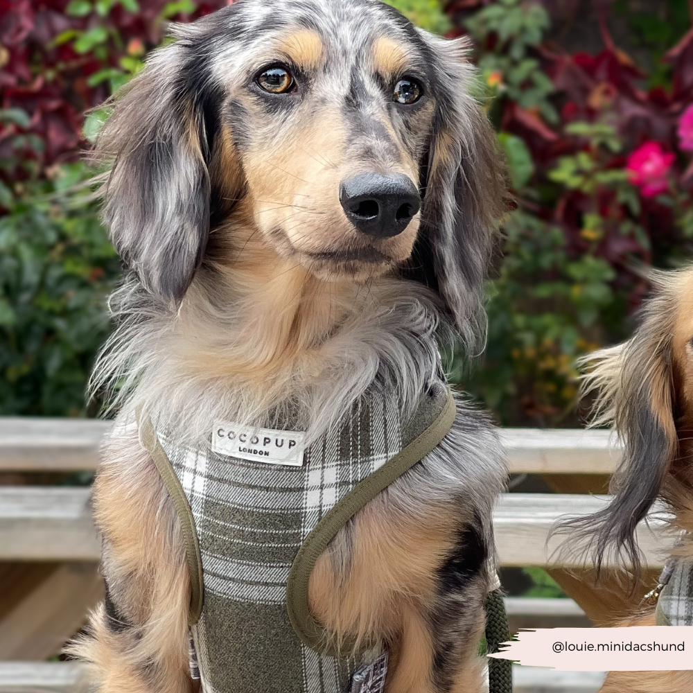 Olive Check Adjustable Neck HARNESS
