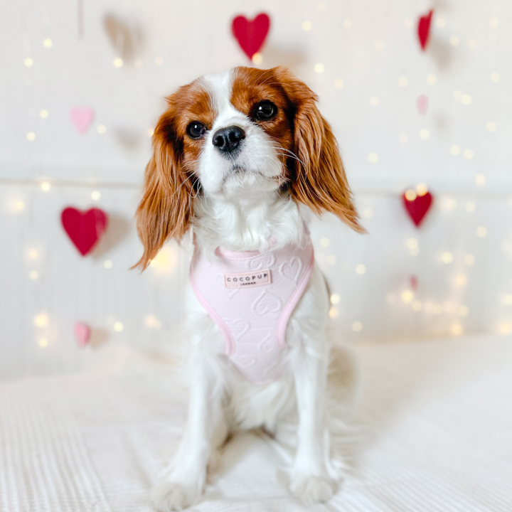 Luxe Baby Pink Heart Adjustable Neck Harness, Lead & Collar Bundle