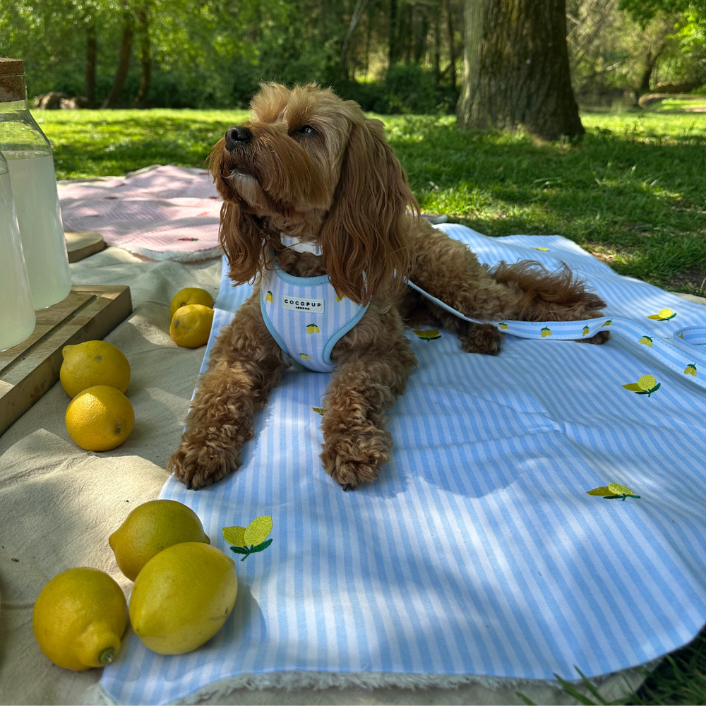 Travel Mat & Blanket Set - Living La Vida Lemon