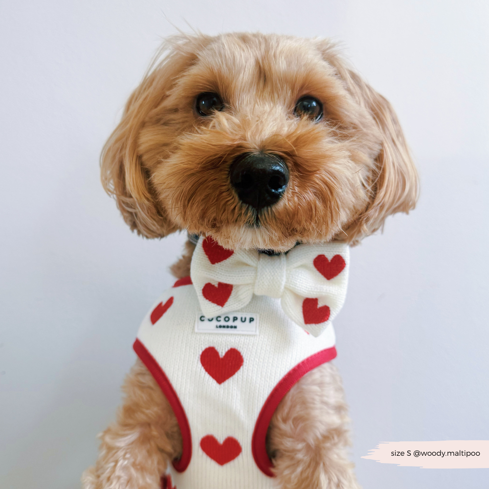 Hugs & Knitted Adjustable Neck Harness, Lead & Collar Bundle