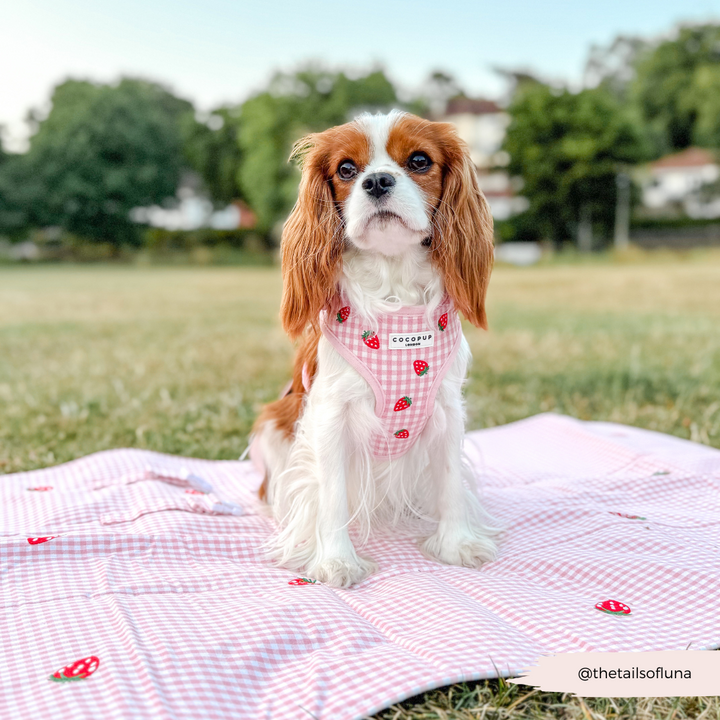Travel Mat & Blanket Set - Strawberry Picnic Pup