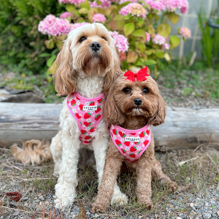 Pupberry Fields Adjustable Neck Harness, Lead & Collar Bundle