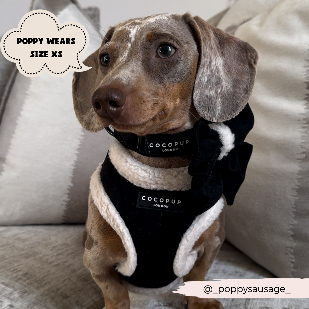 A small, light brown dog with a speckled pattern sits on a couch wearing an adjustable Black Aviator Neck Harness with white trim from Cocopup London's Black Aviator Adjustable Neck Harness, Lead & Collar Bundle. A speech bubble says "Poppy wears size XS" and there is a handle "@_poppysausage_" in the corner.