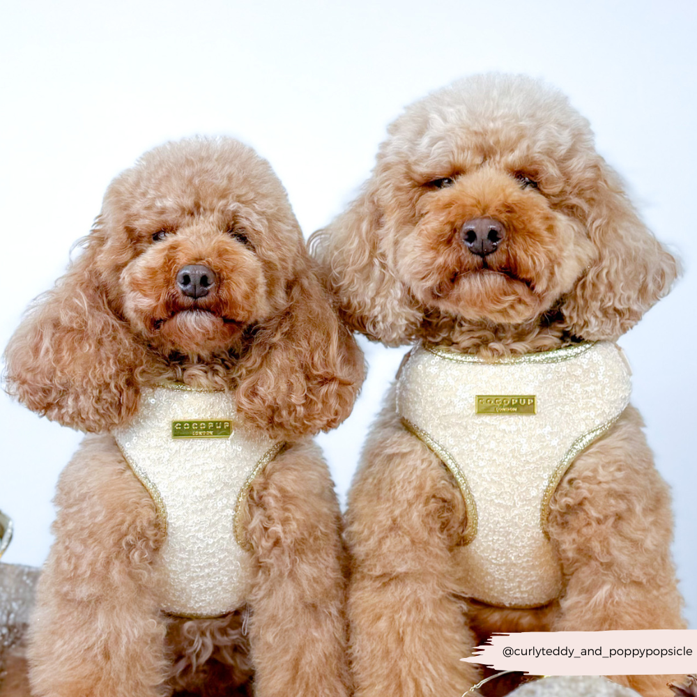 Limited Edition Sparkle Season Gold Adjustable Neck HARNESS