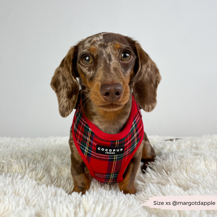 Tartan Adjustable Neck Harness, Lead & Collar Bundle