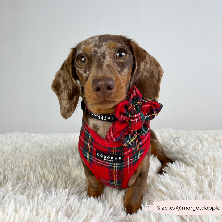 Tartan Adjustable Neck Harness, Lead & Collar Bundle