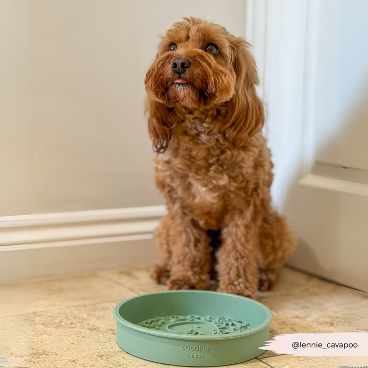 Silicone Slow Feed Dog Bowl - Dinopaws