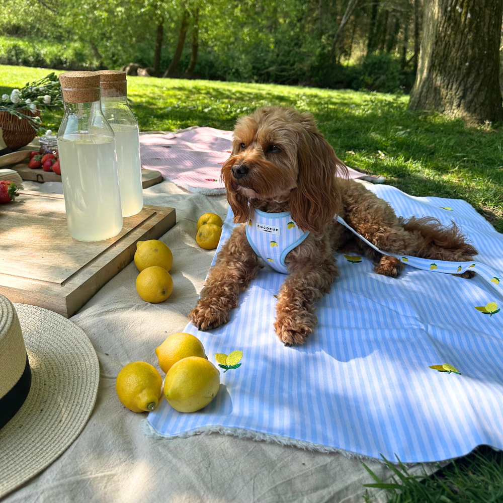 Travel Mat & Blanket Set - Living La Vida Lemon