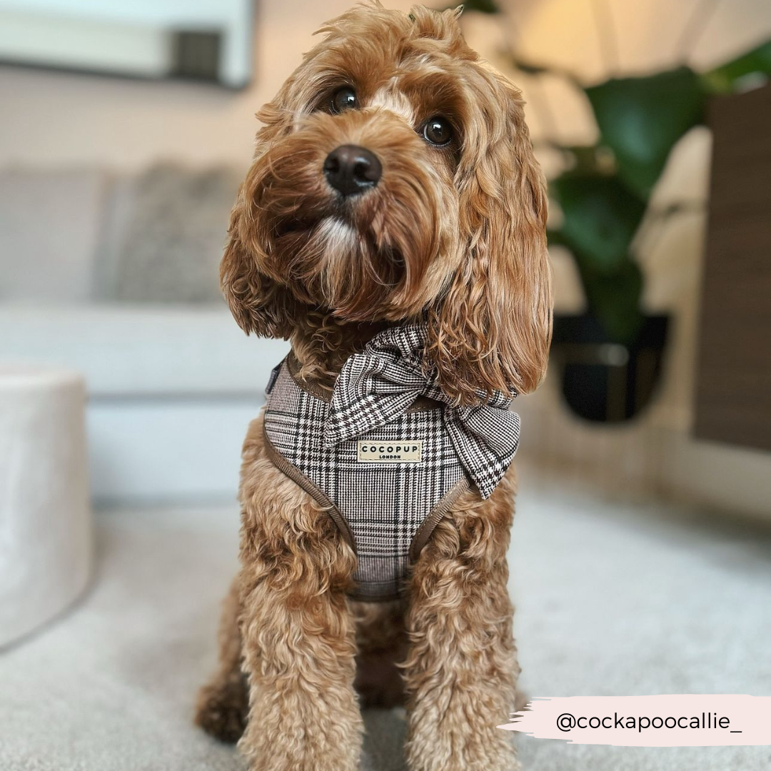 Pup Plaid Sailor Bow Tie