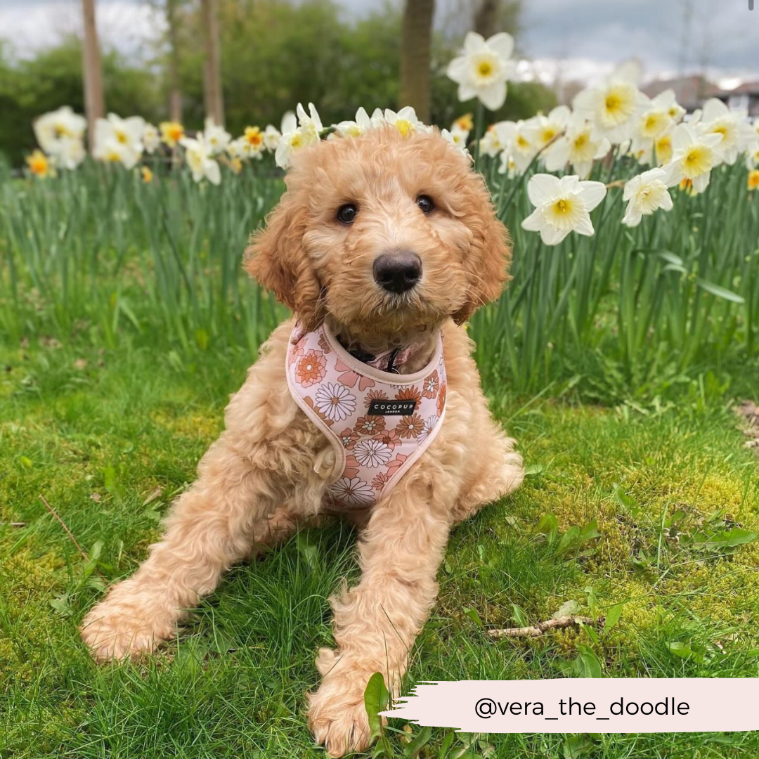 A fluffy dog with curly fur sits on the grass in front of blooming daffodils. The dog is wearing a Cocopup London Groovy Florals Adjustable Neck Harness adorned with pink floral patterns and has a gentle expression on its face. The Instagram handle "@vera_the_doodle" is displayed at the bottom of the image.