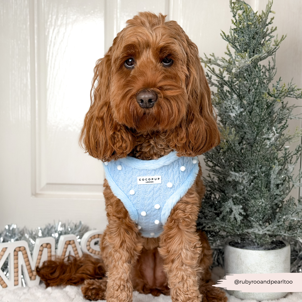 Snowpaws Adjustable Neck Harness, Lead & Collar Bundle