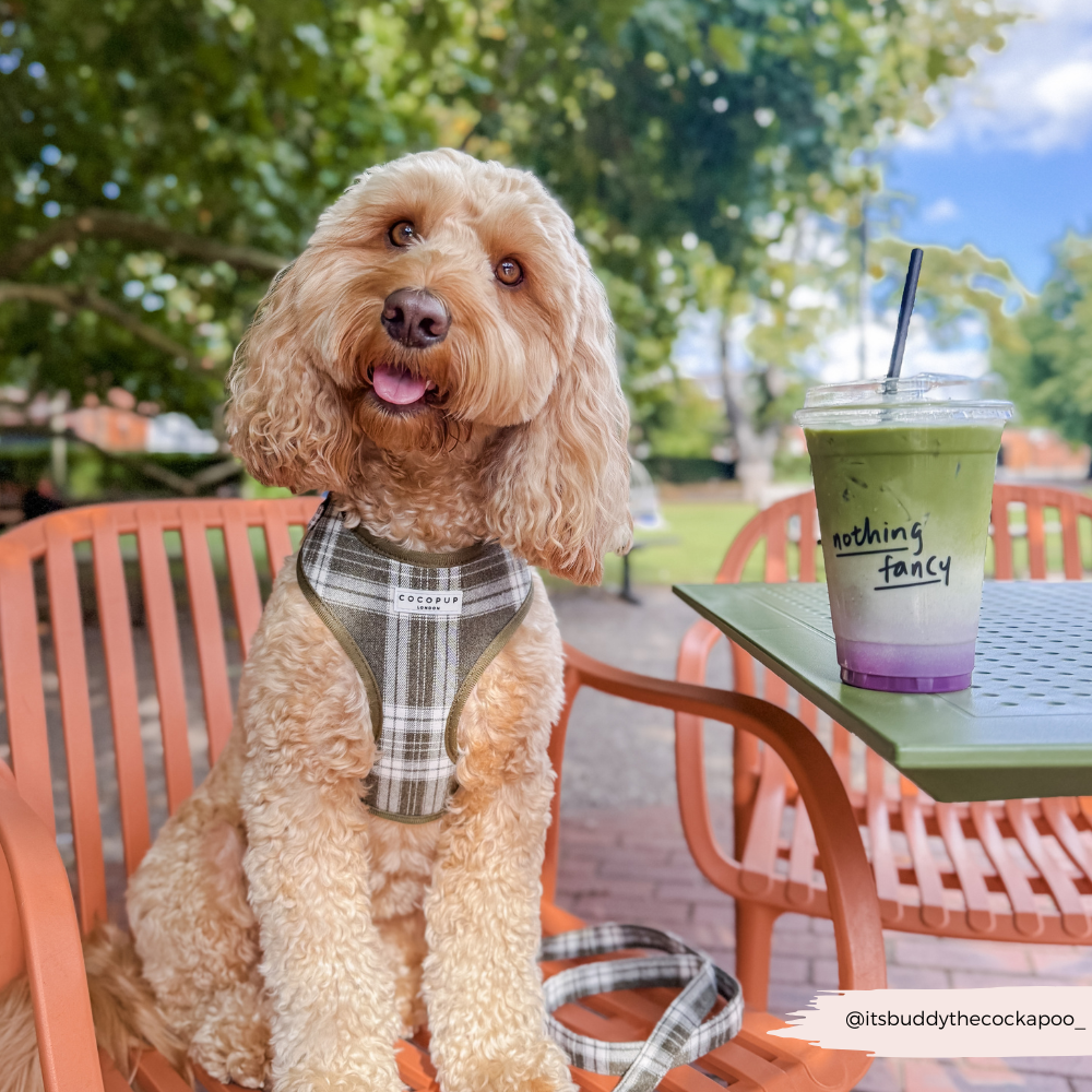 Olive Check Adjustable Neck HARNESS