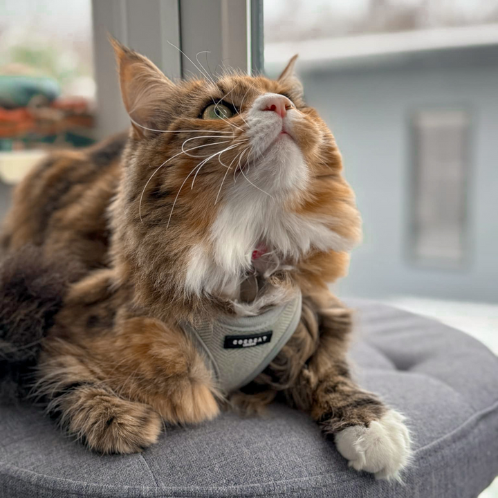 Cat Harness - Sage Tweed