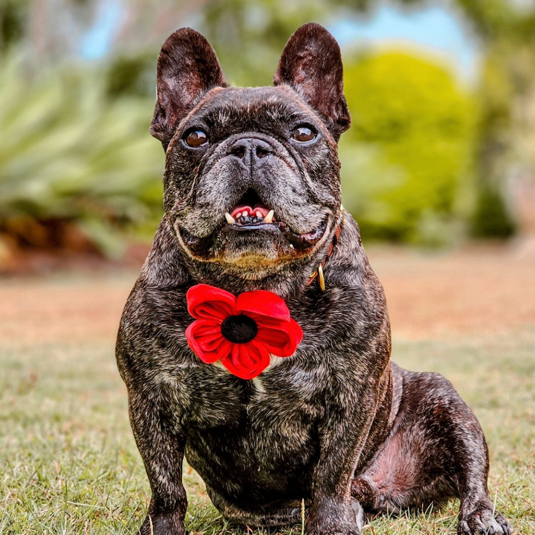 Poppy Collar Flower