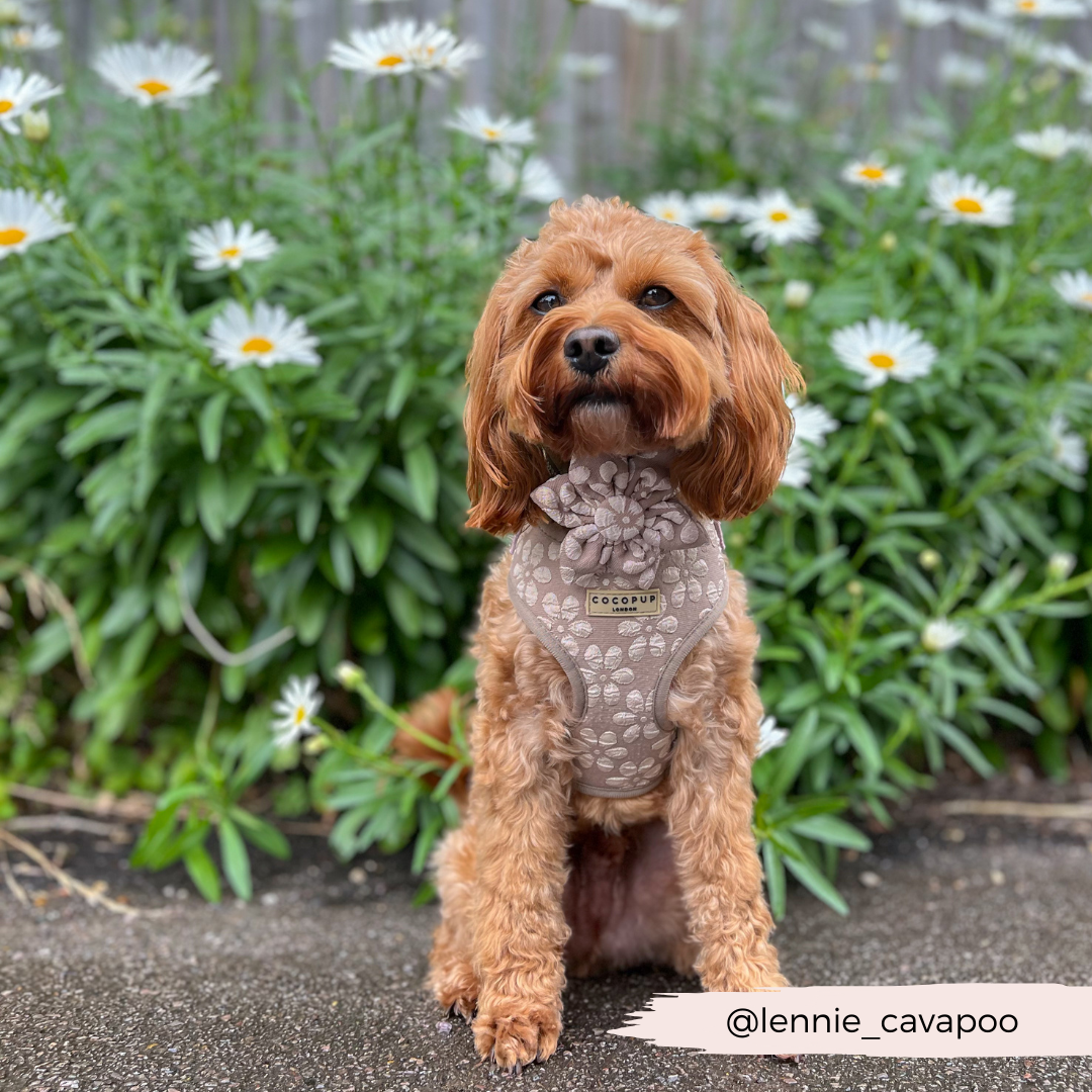 LUXE Mocha Flower Collar Flower