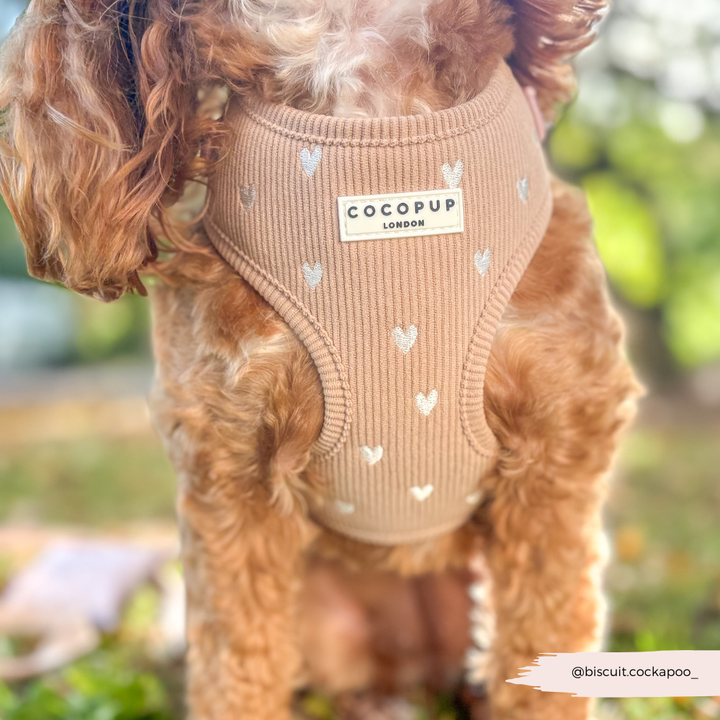 Chai Hearts Adjustable Neck Harness, Lead & Collar Bundle
