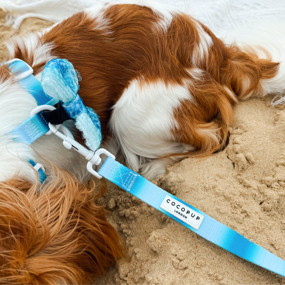 Seaside Shimmer Lead