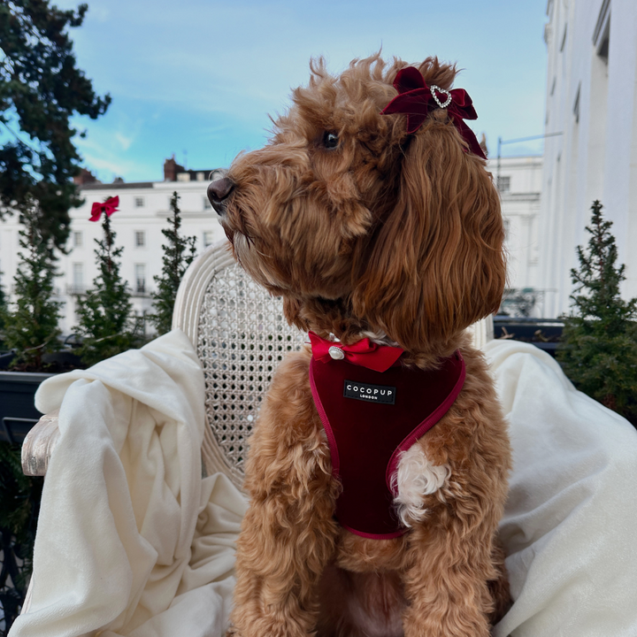 LUXE Velvet Adjustable Neck Harness - Berry Red