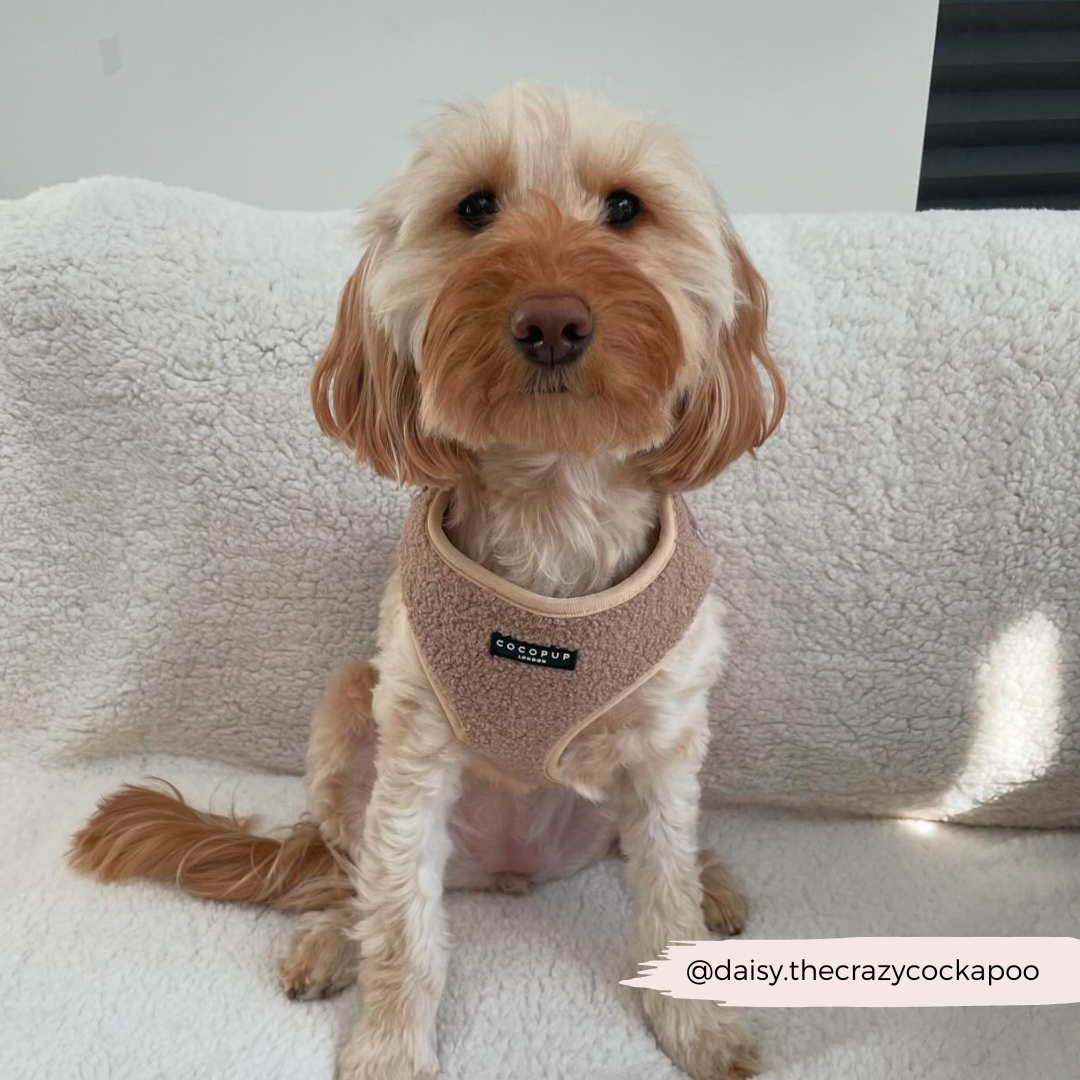 A light brown Cockapoo dog with wavy fur sits on a plush white blanket, proudly wearing the Teddy Rupert Adjustable Neck Harness from Cocopup London. The Instagram handle "@daisy.thecrazycockapoo" is displayed in the bottom right corner of the image.