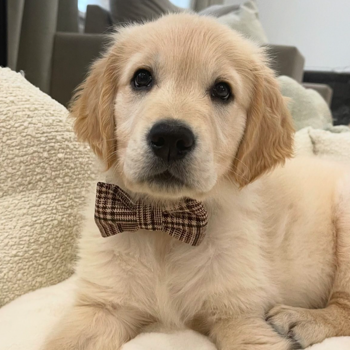 Pup Plaid Bow Tie