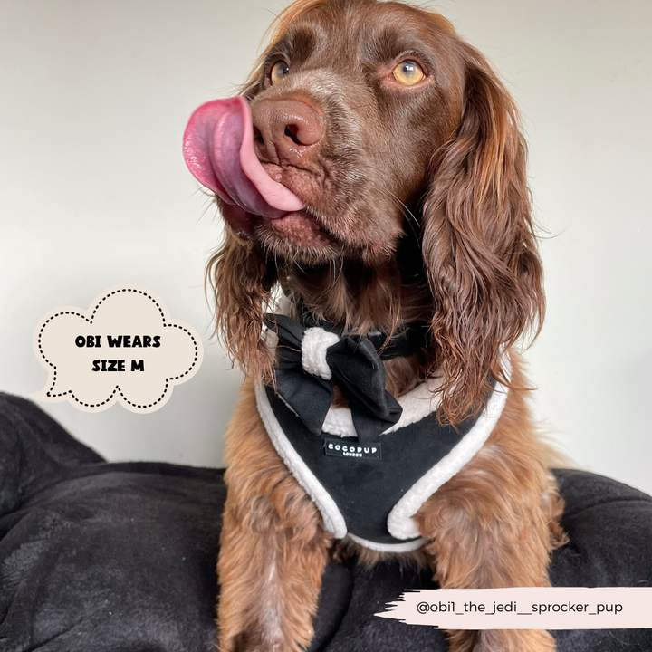 A brown dog sporting a black and white Black Aviator Adjustable Neck Harness, Lead & Collar Bundle from Cocopup London sits on a black cushion, looking to the side and licking its nose. A cloud-shaped text bubble reads, "Obi wears size M." The dog's Instagram handle, @obi_the_jedi_sprocker_pup, is displayed in the bottom-right corner.