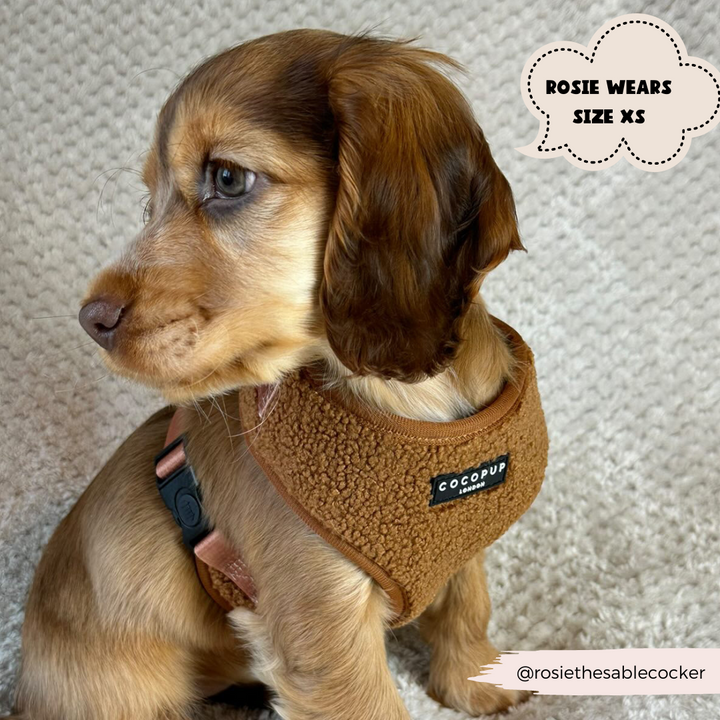 A small light brown puppy wears a brown Cocopup London Teddy Paddington Adjustable Neck Harness made of neoprene material and sits against a textured beige background. A thought bubble reads, "Rosie wears size XS." The handle "@rosiethesablecocker" is displayed in the corner.