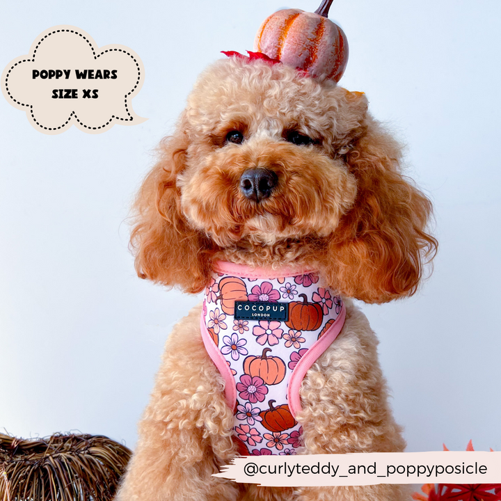 A fluffy brown dog with curly fur is wearing the Pup-kin Meadow Adjustable Neck Harness, Lead & Collar Bundle by Cocopup London. The pink harness is decorated with pumpkins, and a small pumpkin hat sits on the dog's head. Beside the dog, a text bubble states "Poppy Wears Size XS." The fully adjustable collar ensures a perfect fit. At the bottom, you can see the dog's Instagram handle: @curlyteddy_and_poppypopsicle.