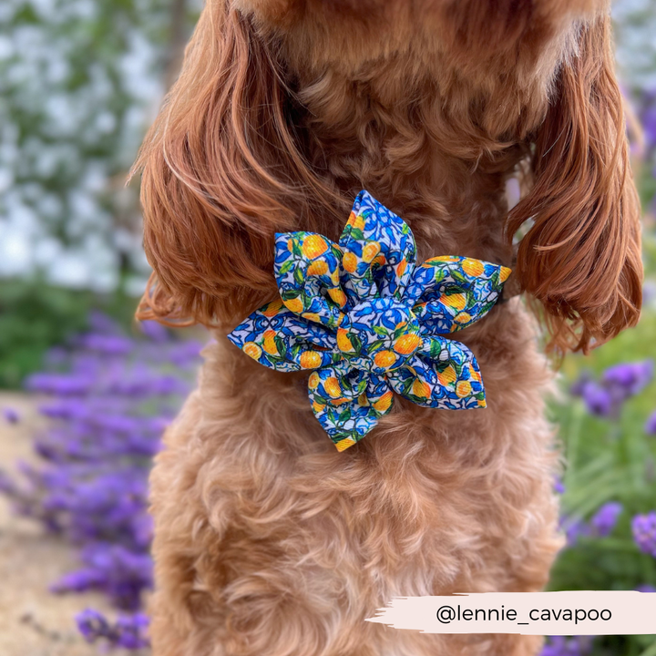 Amalfi Lemon Collar Flower