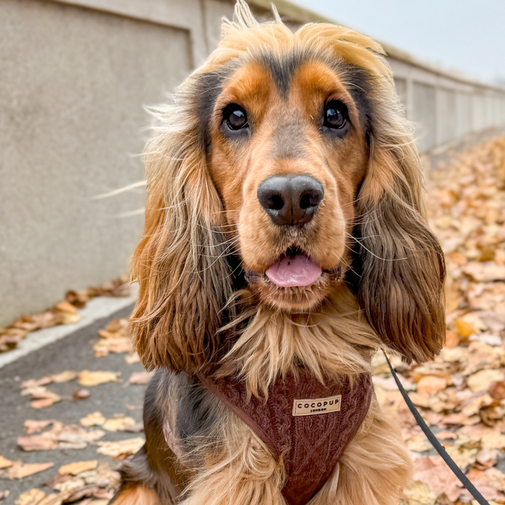 Cable Knit Jumper Adjustable Neck Harness - Hot Coco