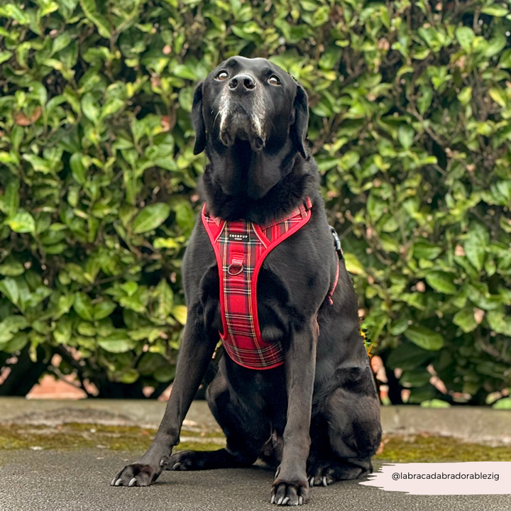 Explore Harness - Tartan