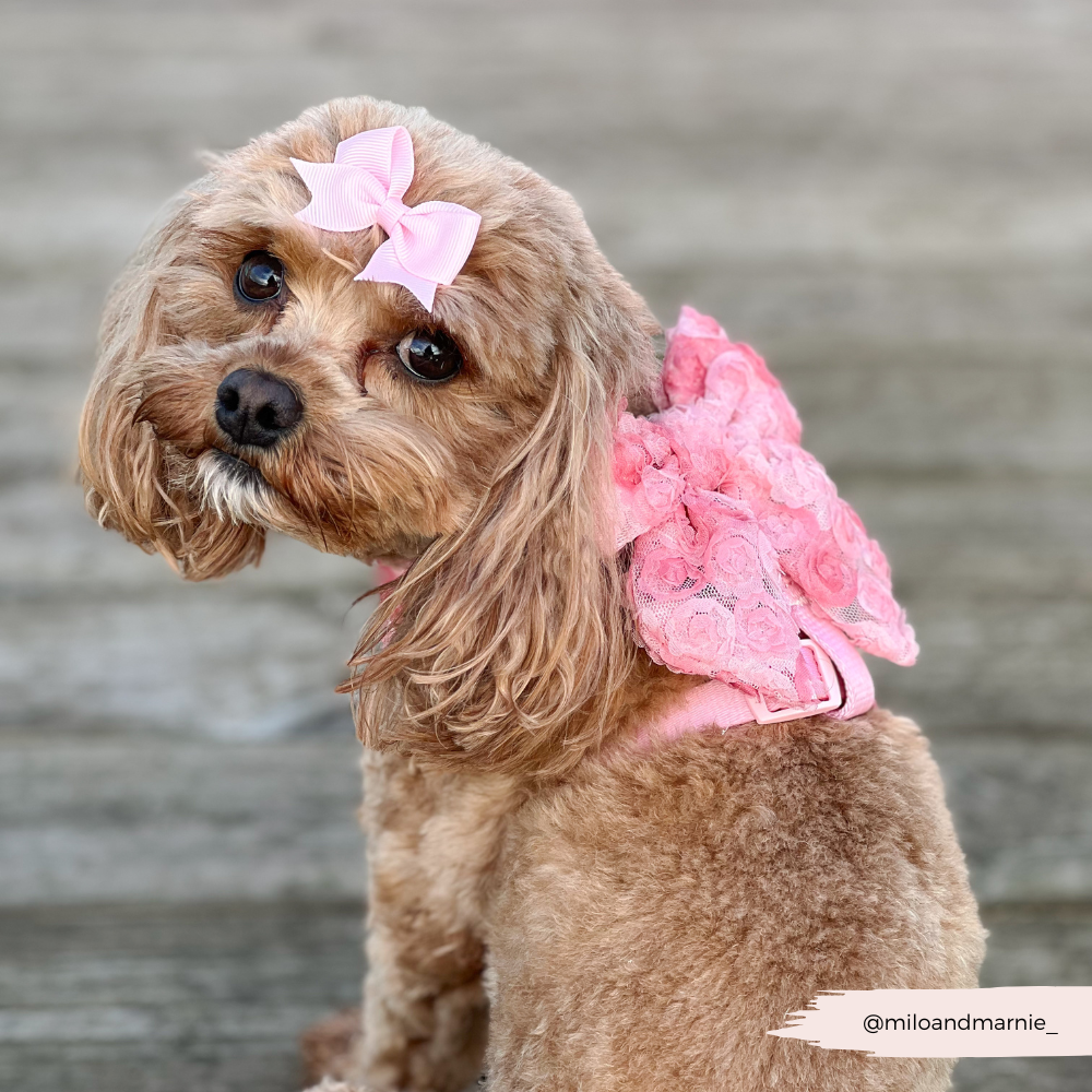 Peony Pup Sailor Bow Tie