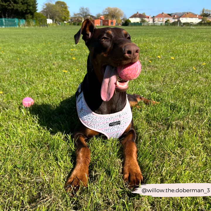 A Doberman pinscher is lying on the grass with a pink ball in its mouth, wearing a Pink Dalmatian Adjustable Neck Harness from Cocopup London. The sun shines brightly against a backdrop of houses. A snugly fitting harness adorns the dog’s frame, and the Instagram handle "@willow.the.doberman_3" is overlaid on the bottom right corner of the image.